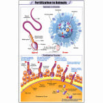 Fertilization in Animals Chart